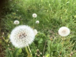 Für unsere Garten-Kids: Pusteblumen